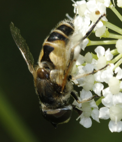 Eristalis sp? 2